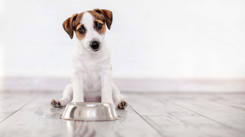 Come Scegliere L Ideale Cibo Per Cuccioli Di Cani Alfano1 Blog